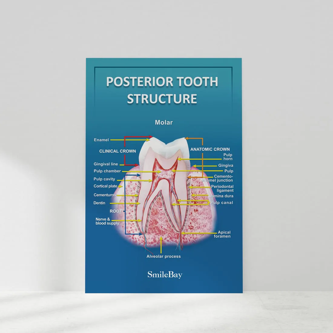 Educational print layout with clear information hierarchy